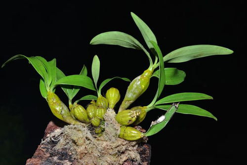 悬崖上的蜕变 六载耕耘六十万株石斛花开，山村“蜘蛛侠”姐姐攀岩采仙草