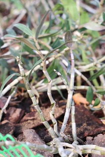 铁皮石斛种植年限与药用价值 深度解析其内在关联