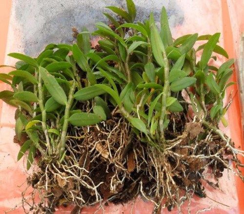 金钗石斛种植技术