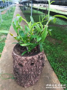 石斛种植指南 开启绿色园艺之旅