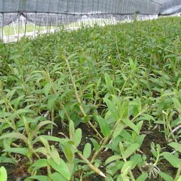 云南龙临石斛种植基地 匠心耕耘，打造道地石斛产业新高地