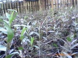 石斛产业新机遇 探访潞西市江东乡正磊石斛种植园的合作投资前景