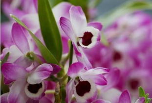 石斛花开金山来 一位农业大神的绿色致富传奇