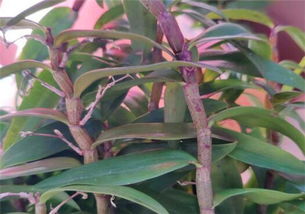 一文详解铁皮石斛的种植条件、时间与技术