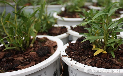 自己在家种植霍山石斛 从入门到实践的完整指南