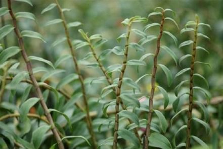 铁皮石斛高效种植的温度管理与实践要点