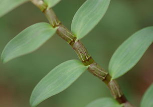 文山十大特产与石斛种植全指南