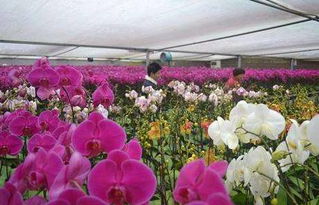 广陈镇2017平湖农业经济洽谈会成果丰硕 签约石斛种植等四大项目，总投资5.2亿元