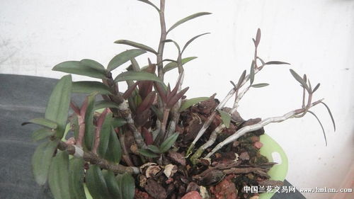 大棚种植铁皮石斛 红色与绿色品种的栽培技巧及与野生石斛的比较