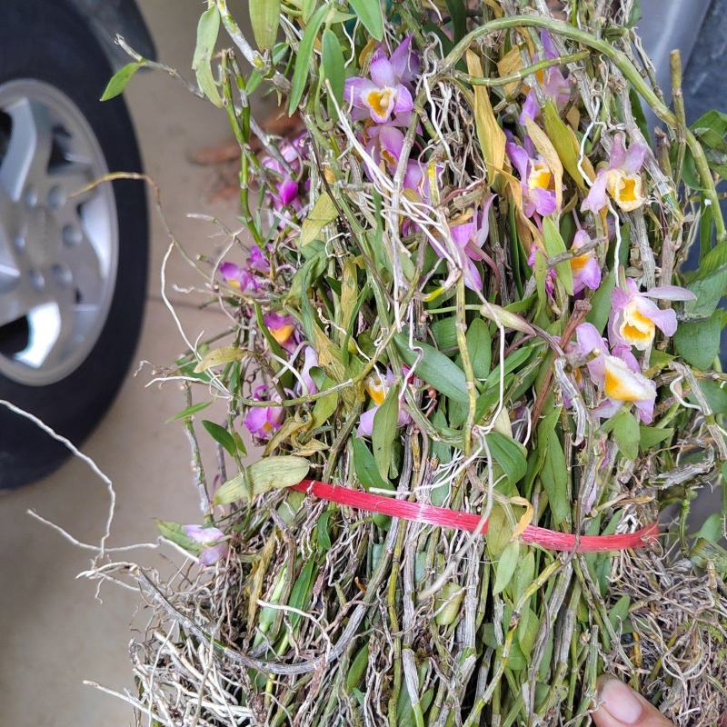 乐业美花石斛种植 品质与传统的共赢之谈