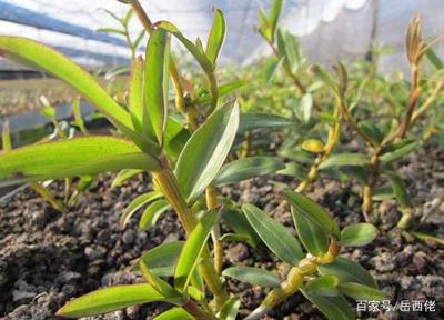 霍山特产大盘点 岳西人整理的二十多种地道风味与石斛种植，还原皖西珍宝的纯粹魅力