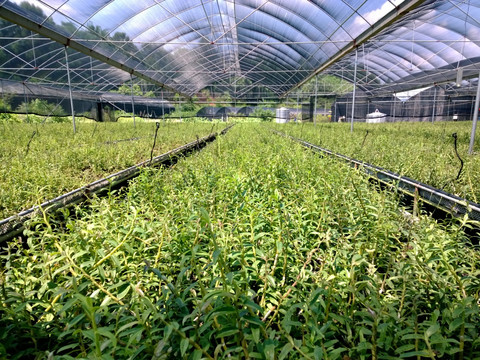 铁皮石斛种植全指南 从选种到丰收的实践技巧