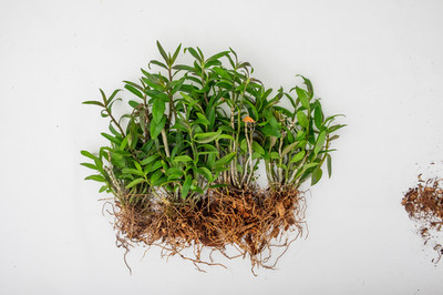 霍山石斛的种植技术详解