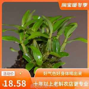【石斛苗霍山】最新石斛苗霍山/批发报价