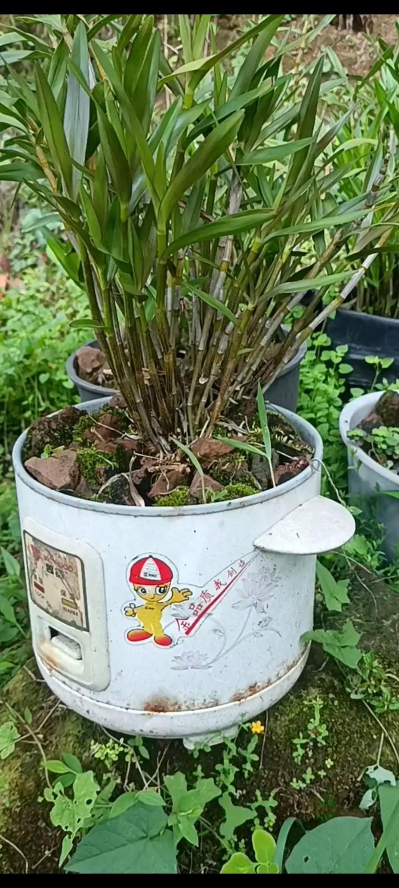 种石斛不用买盆，用家里的旧东西就可以种！